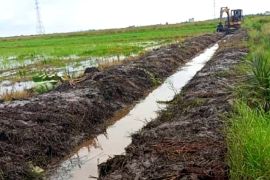 Realisasi optimasi lahan di Kotim sudah 100 persen