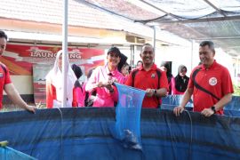 Polres Tala panen 900 kg ikan nila di Pekarangan Pangan Lestari