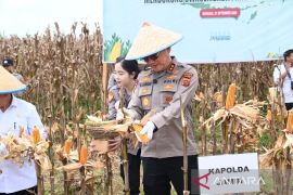 Kapolda Jambi panen jagung kwartal III di Tanjabtim