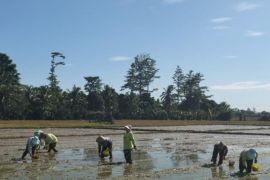 BRMP Maluku dampingi kelompok tani perkuat ketahanan pangan