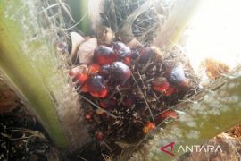 Pemkab Kukar dan Apkasindo  perkuat pertumbuhan ekonomi dari sawit