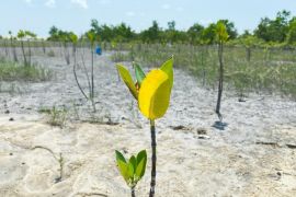 PT Timah tanam 11.000 pohon mangrove