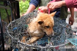 Jakarta bans dog, cat meat trade to curb rabies