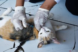 Vaksinasi kucing jalanan Hari Rabies Sedunia di Madiun