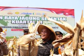 Ketua DPRD Jateng Sumanto ikut panen raya jagung di Karanganyar