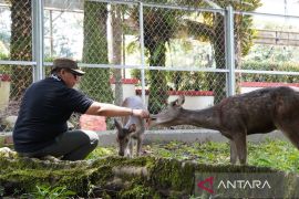 Dua rusa jadi daya tarik baru PDIKM Padang Panjang
