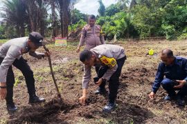 Bulog Natuna pastikan serap jagung pipil kering hasil panen petani di perbatasan