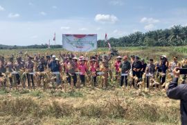 Bulog Singkawang serap 1.078 ton gabah dari petani wilayah Singbebas