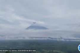 Gunung Semeru erupsi lima kali dengan tinggi letusan 500 meter