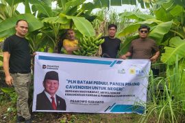 PLN Batam panen perdana pisang cavendish hasil program tanggung jawab sosial dan lingkungan