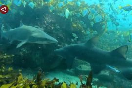 Hiu harimau pasir Australia nyaris punah, lambat berkembang biak