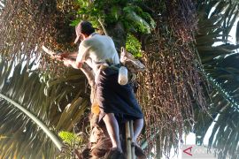 Nilai tukar petani di NTB turun 1,47 persen pada September 2025