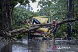 Masyarakat Tangerang diminta aktif lapor soal pohon rawan tumbang