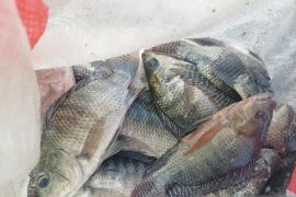 Lapas Kelas III Namlea latih warga binaan beternak ikan sistem bioflok