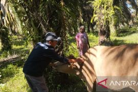 Dinas Pertanian Pasaman perketat pengawasan antisipasi virus jembrana