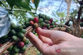 Kaltim potensial  kembangkan kopi liberika