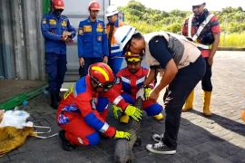 Petugas evakuasi trenggiling di Kotawaringin