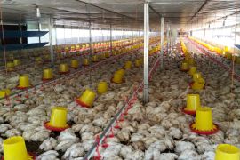 18.000 ayam mati akibat pemadaman listrik, peternak di Aceh Barat Daya rugi Rp800 juta akibat listrik padam