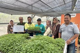 CPM dorong petani lingkar tambang kembangkan cabai melalui program CSR