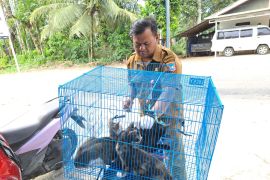 Pemkab Pasaman Barat telah berikan 3.500 dosis vaksin rabies