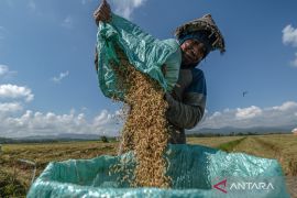 Produksi beras diproyeksi naik 4,15 juta ton hingga akhir tahun