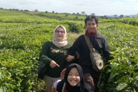 Pemkab Simalungun tolak konversi tanaman teh ke sawit di Sidamanik