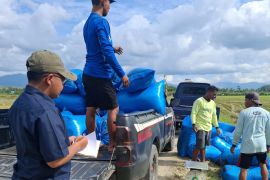 Bulog Maluku serap gabah panen gadu capai 16,5 ton datoi petani Buru
