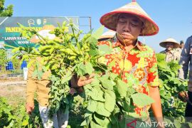 Pasar bagus, Pemkab Situbondo sarankan petani tanam edamame