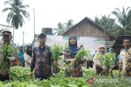 Babel kemarin, Indeks digital Babel tertinggi hingga panen sayuran program P2B