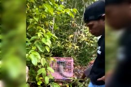 BKSDA Sampit lepas liarkan trenggiling temuan dari TPK Bagendang