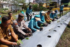 TP PKK dorong pemanfaatan pekarangan jadi kebun keluarga mandiri