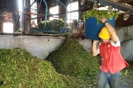 Satu abad Pabrik teh Kayu Aro: pastikan produksi kualitas ekspor tetap terjaga