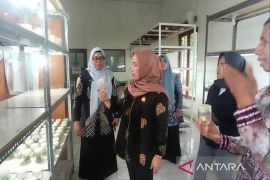 Ketua DPRD Kotabaru kaji tiru usaha tanaman hias ke Kabupaten Banjar