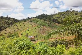 Kesaksian mereka yang pernah hidup dari hutan