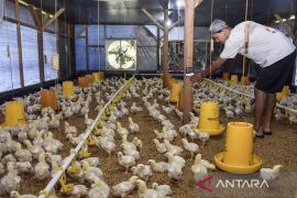 Kebutuhan daging ayam untuk makan bergizi gratis