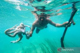 Menjaga harmoni dengan laut, nelayan Suku Bajo berburu gurita dengan panah tradisional di Wakatobi