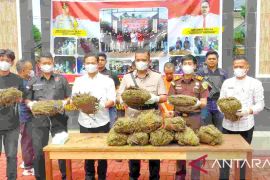 Komitmen berantas Narkoba, Polres Pasaman musnahkan 15 kilogram ganja
