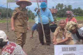 Wabup Paluta dorong petani kembangkan bawang merah untuk perkuat ketapang