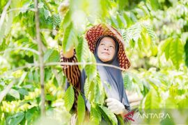 ABMM bantu kopi Aranio naik kelas hingga raih apresiasi nasional