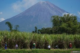 Menko Pangan serap 1.000 ton gula petani Lumajang