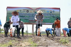 Produksi jagung di Banyuwangi meningkat 16 persen