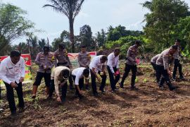 Natuna tanam jagung untuk swasembada pangan
