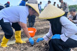 Pemkab Cirebon menggencarkan program penanaman jagung pipil