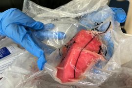 BKHIT catat 340.486 ekor perikanan hidup Maluku dikirim ke pasar domestik