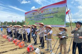 Bulog Kalbar serap 35 ton jagung petani di Singkawang dan Bengkayang