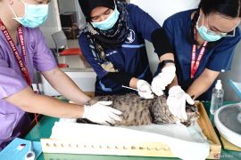 Vaksinasi rabies gratis di Tulungagung