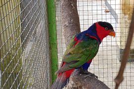 West Papua authorities seize eight black-capped lories on cargo ship