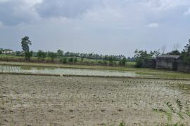 Lampung ajak petani terapkan pola tanam padi hemat air