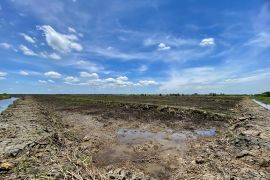 Tapin cetak sawah baru, lirik petani milenial