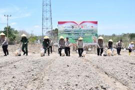 Polda NTT tanam jagung serentak di lahan seluas 1.111 ha dukung lumbung pangan nasional
